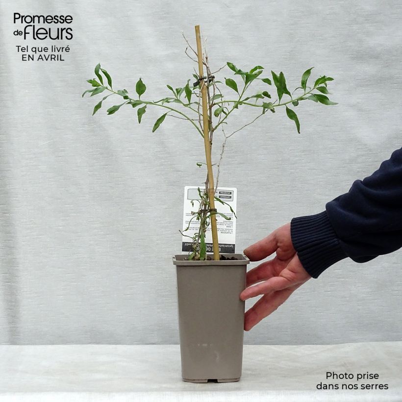 Goji Princess Tao FPW03 Maceta 1L/1,5L, Formación arbustiva Ejemplar entregado en la primavera