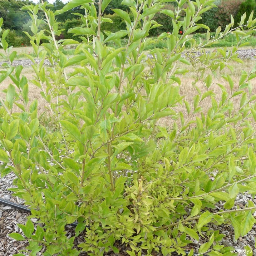 Goji Q1 - Lycium barbarum (Porte)