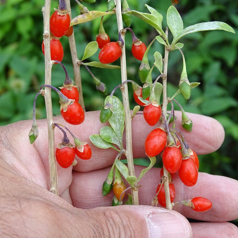 Goji Sweet Lifeberry (Cosecha)