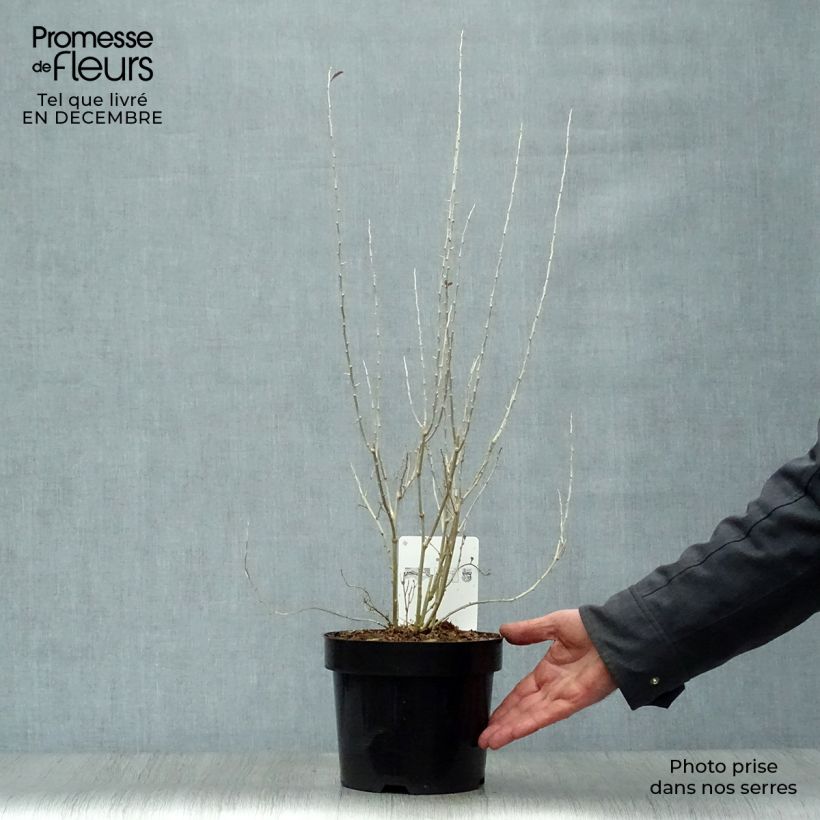 Goji Sweet Lifeberry Maceta 1,5L/2L, Formación arbustiva Ejemplar entregado en invierno