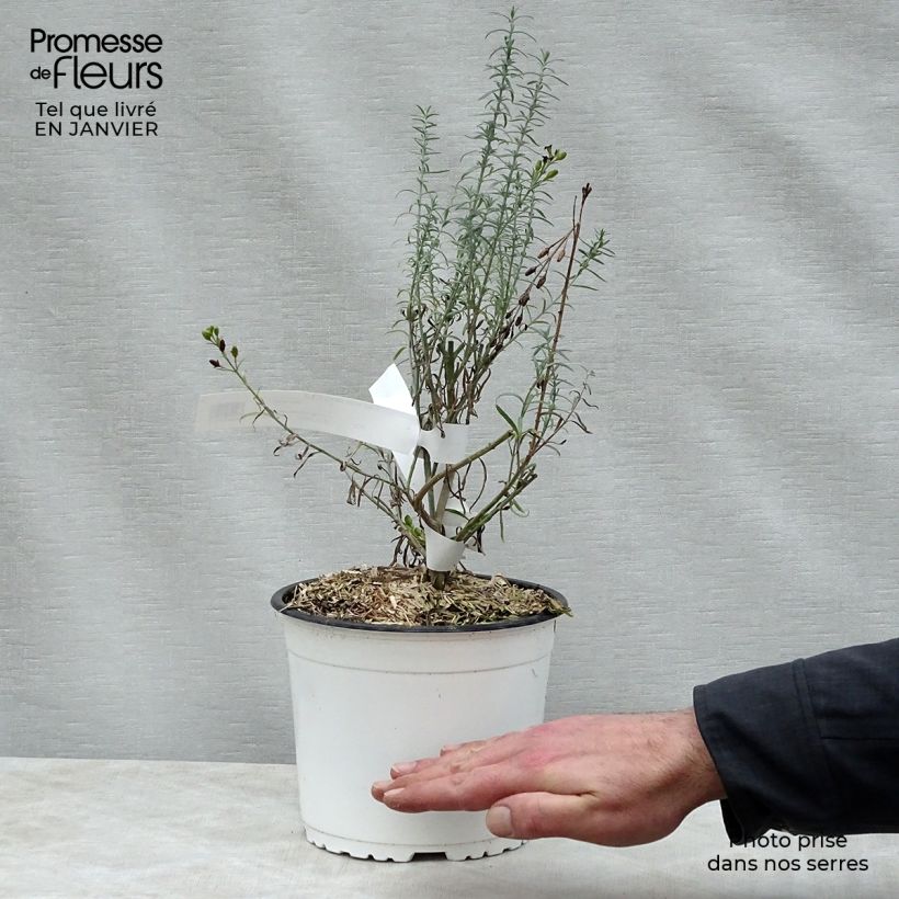 Gomphostigma virgatum White Candy Maceta 2L/3L Ejemplar entregado en invierno