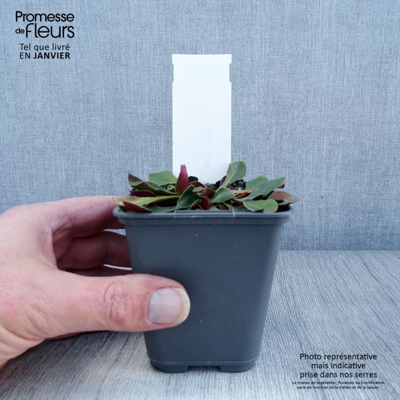 Goniolimon collinum - Statice de colina Maceta de 8/9 cm Ejemplar entregado en invierno