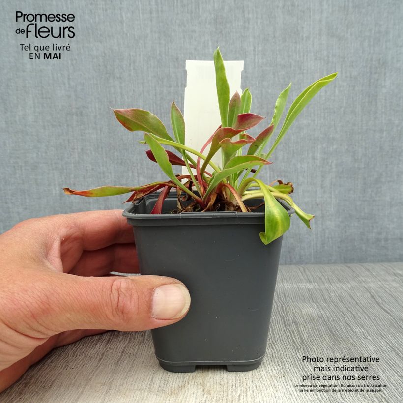 Goniolimon collinum - Statice de colina Maceta de 8/9 cm Ejemplar entregado en la primavera