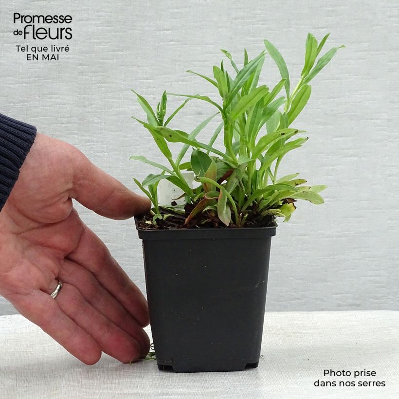 Goniolimon tataricum - Statice tatarica Maceta de 8/9 cm Ejemplar entregado en la primavera