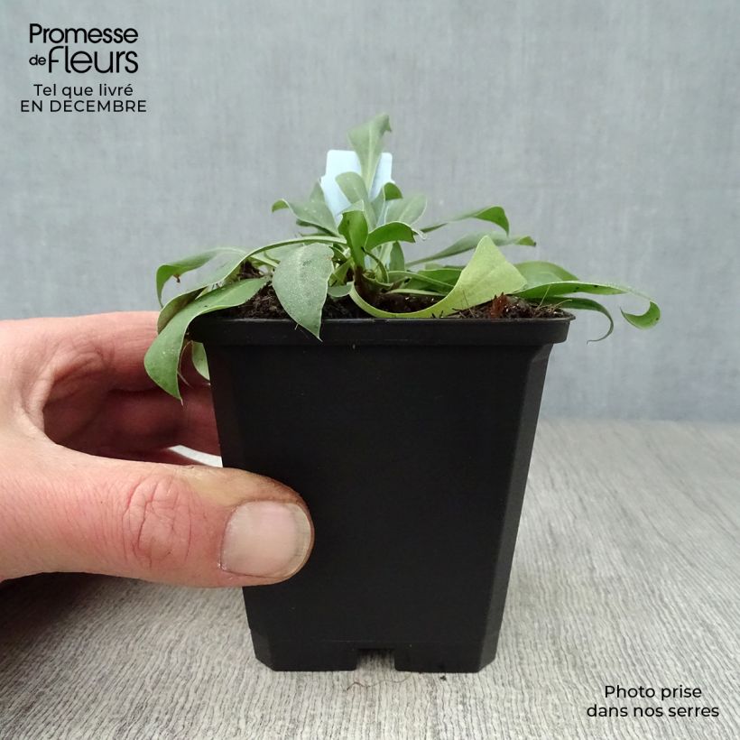 Goniolimon tataricum - Statice tatarica Maceta de 8/9 cm Ejemplar entregado en invierno