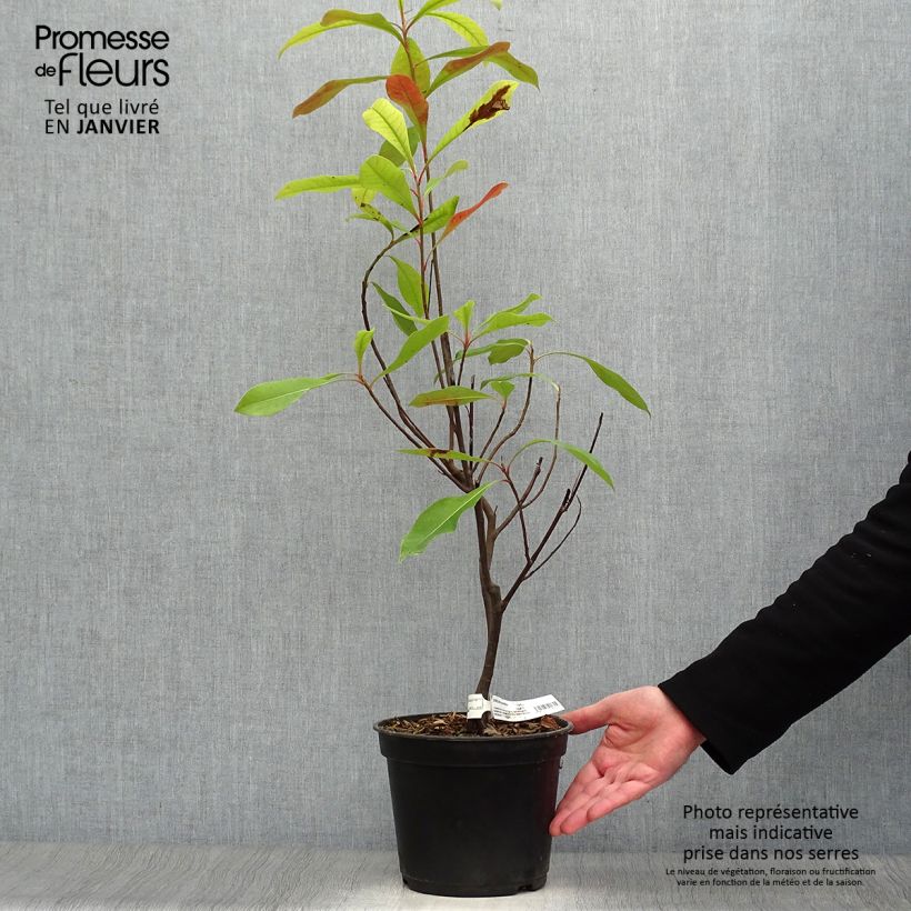 Gordlinia grandiflora Maceta 3L/4L Ejemplar entregado en invierno