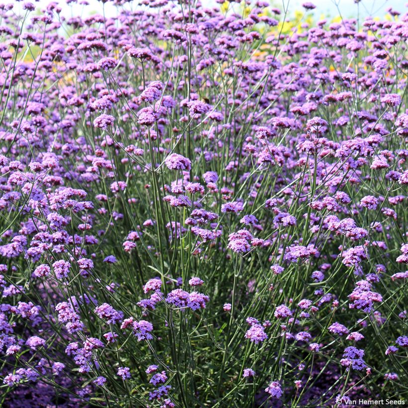 Hierba mora Vanity (semillas) - Verbena bonariensis (Porte)