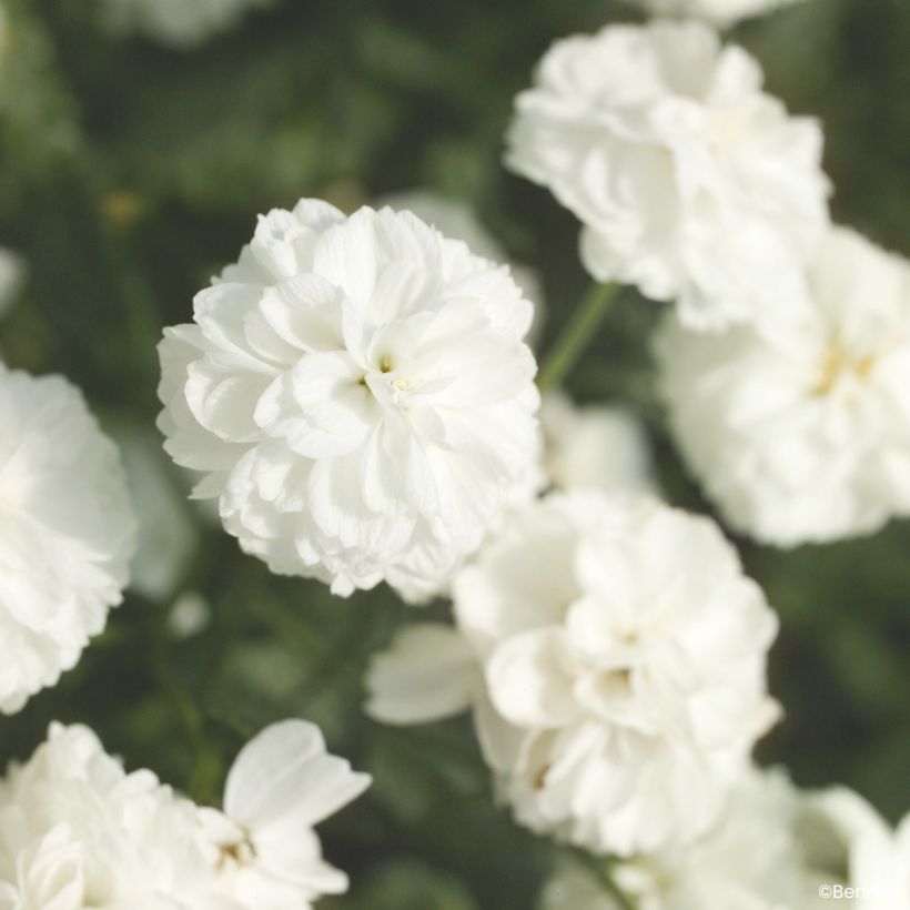Achillea ptarmica Marshmallow (Semillas recubiertas) - Hierba estornudo (Floración)