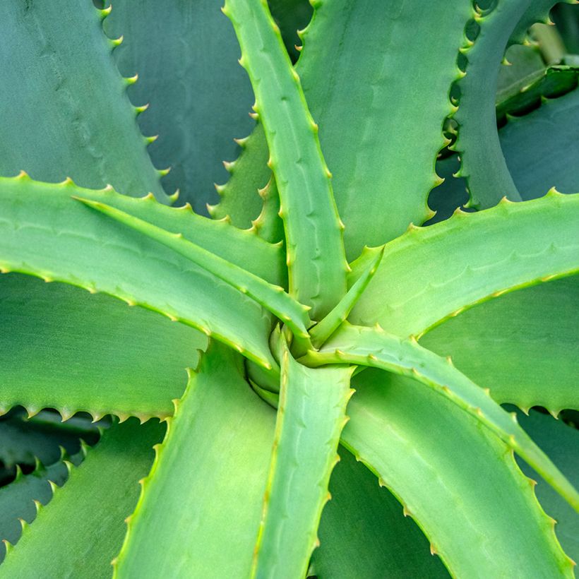 Semillas de Aloe arborescens - Áloe candelabro (Follaje)