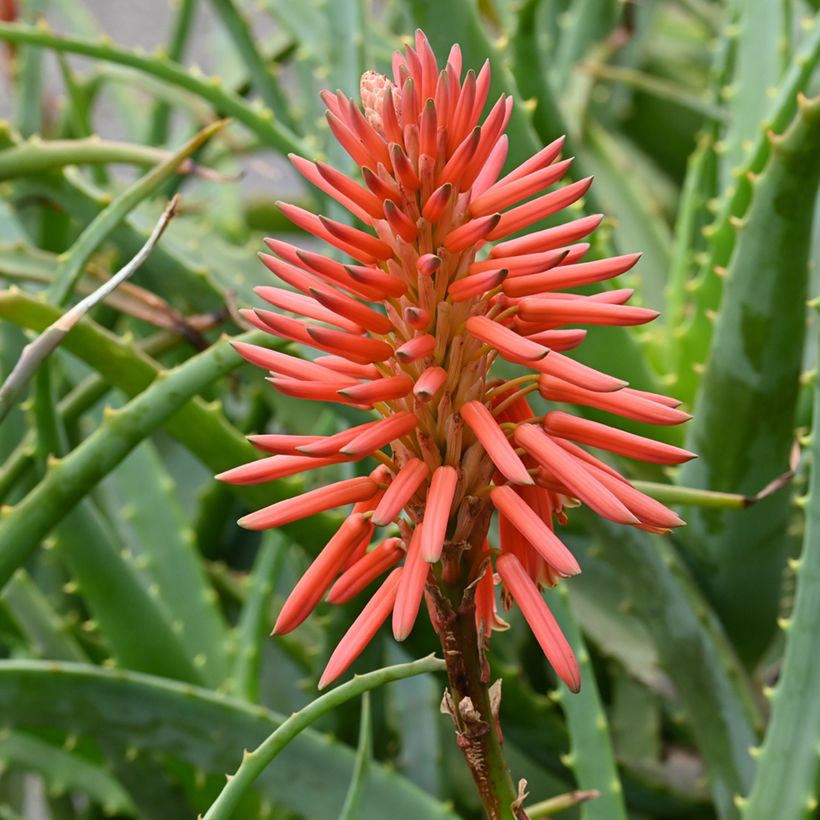 Semillas de Aloe arborescens - Áloe candelabro (Floración)