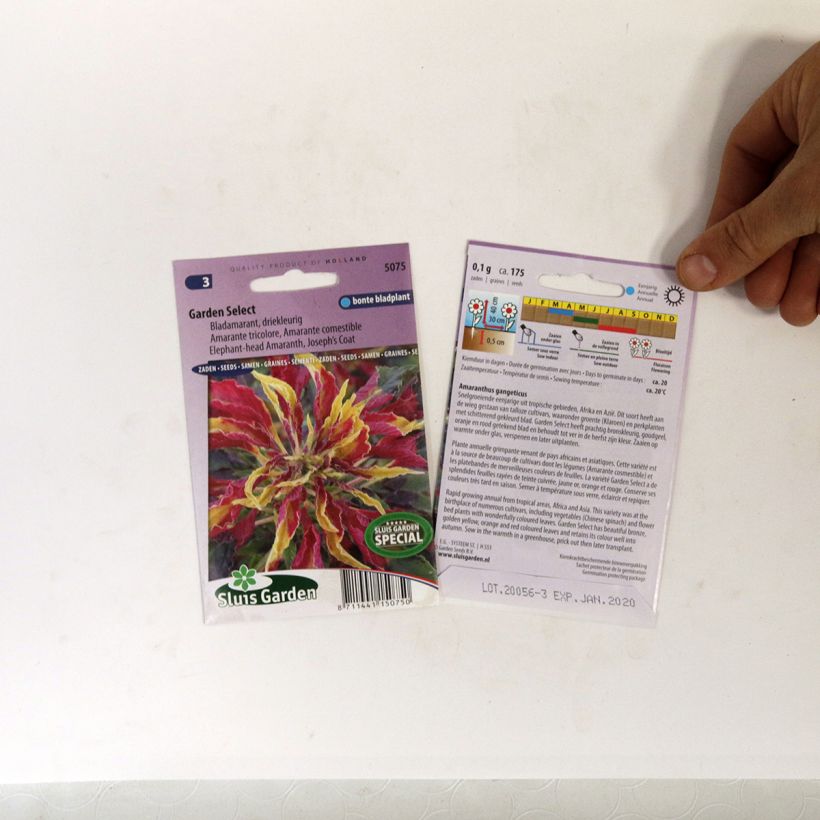 Ejemplo de ejemplar de Amaranthus tricolor Garden select saco de 150 semillas (0,1g) tal y como se entrega