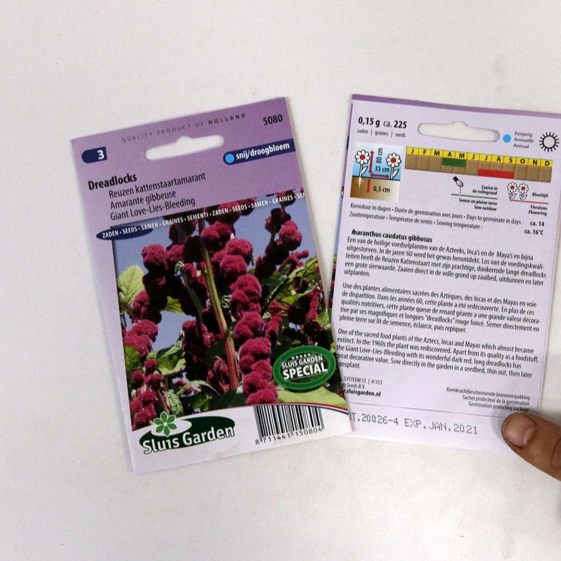 Ejemplo de ejemplar de Amaranthus caudatus Dreadlocks saco de 500 semillas (0,4g) tal y como se entrega