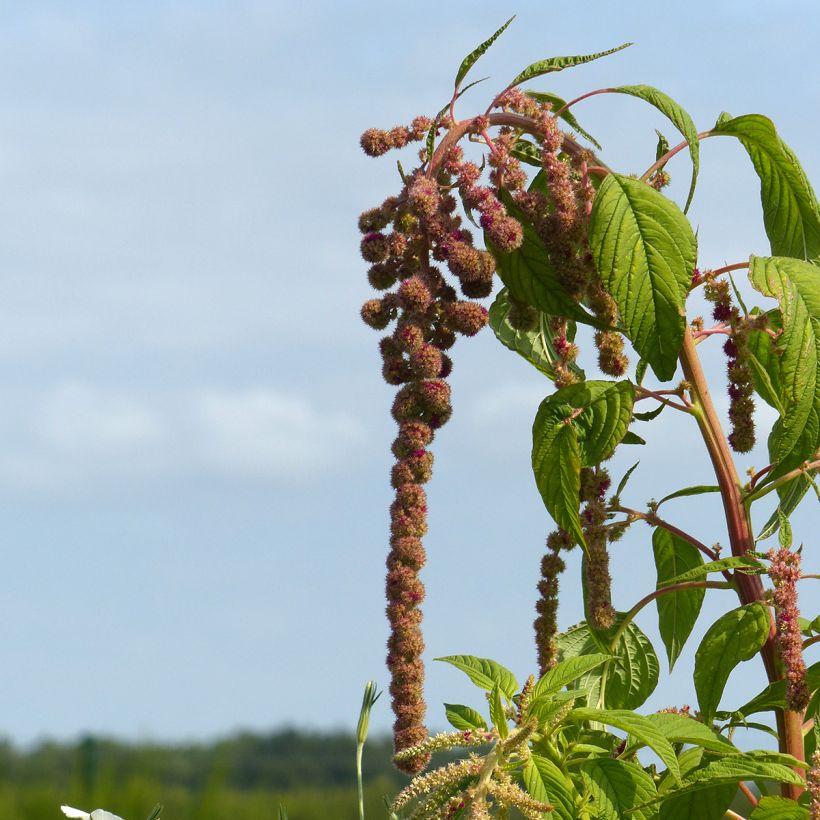 Semillas de Amaranthus caudatus Mira (Floración)