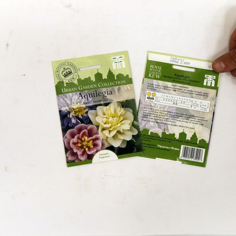 Ejemplo de ejemplar de Aquilegia Sweet Rainbows saco de 20 semillas tal y como se entrega