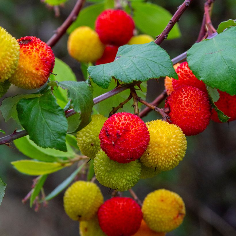 Semillas de Madroño - Arbutus unedo (Cosecha)