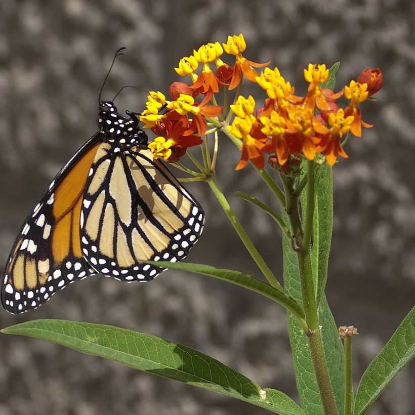 Semillas de Asclepias curassavica Red Butterfly - Flor de sangre (Floración)