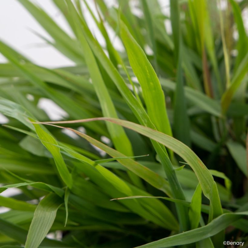 Semillas de Eragrostis spectabilis - Pasto de plumas (Follaje)