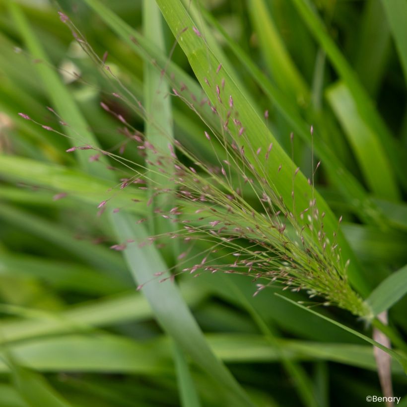 Semillas de Eragrostis spectabilis - Pasto de plumas (Floración)