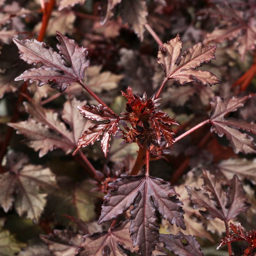Semillas de Hibisco Mahogany Splendor - Hibiscus acetosella (Follaje)