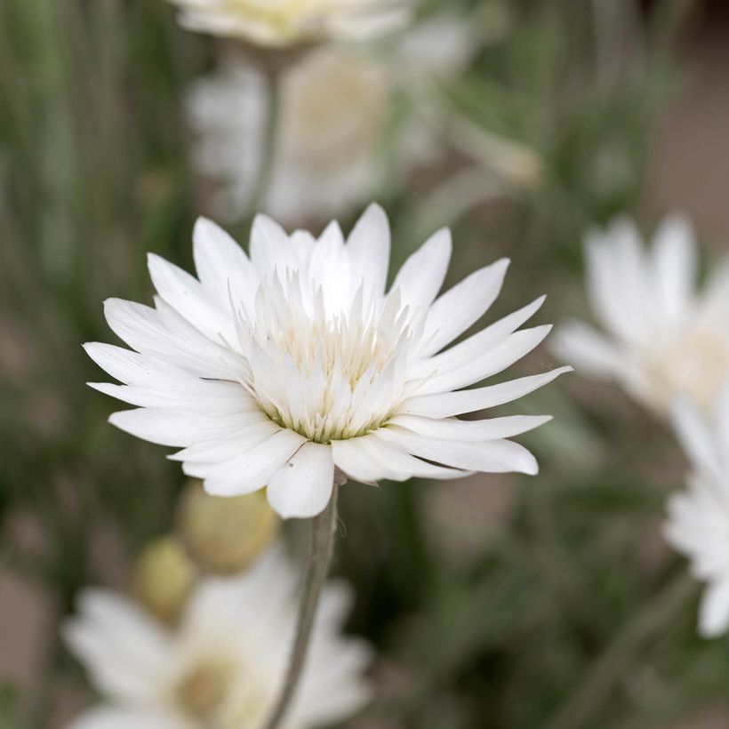 Semillas de Xeranthemum Superbissimum Album - Inmortal (Floración)