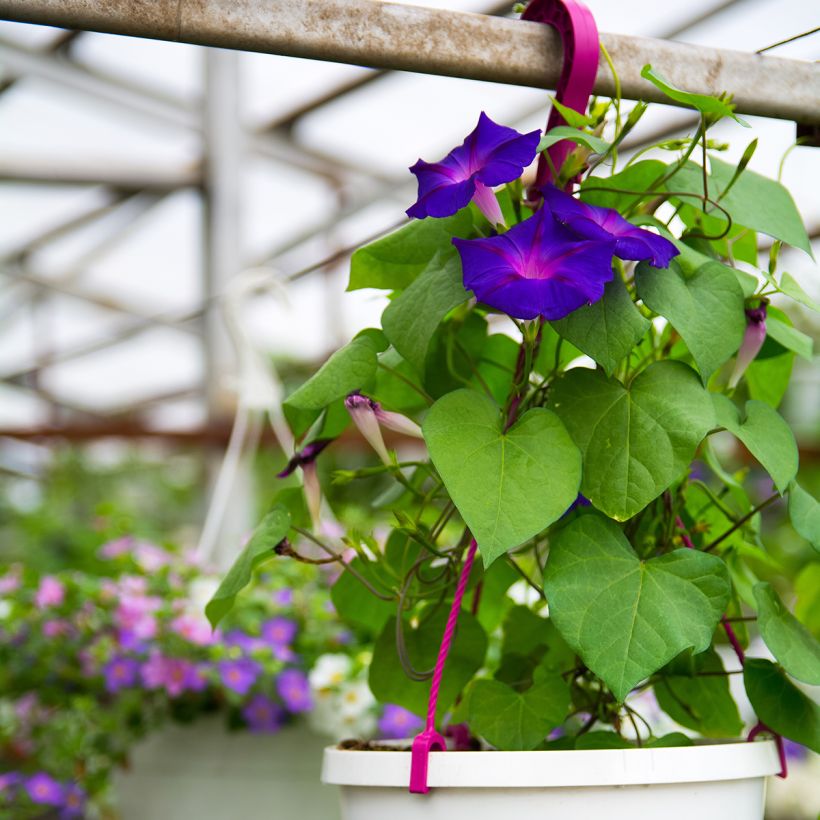 Ipomoea purpurea Grandpa Ott (Porte)