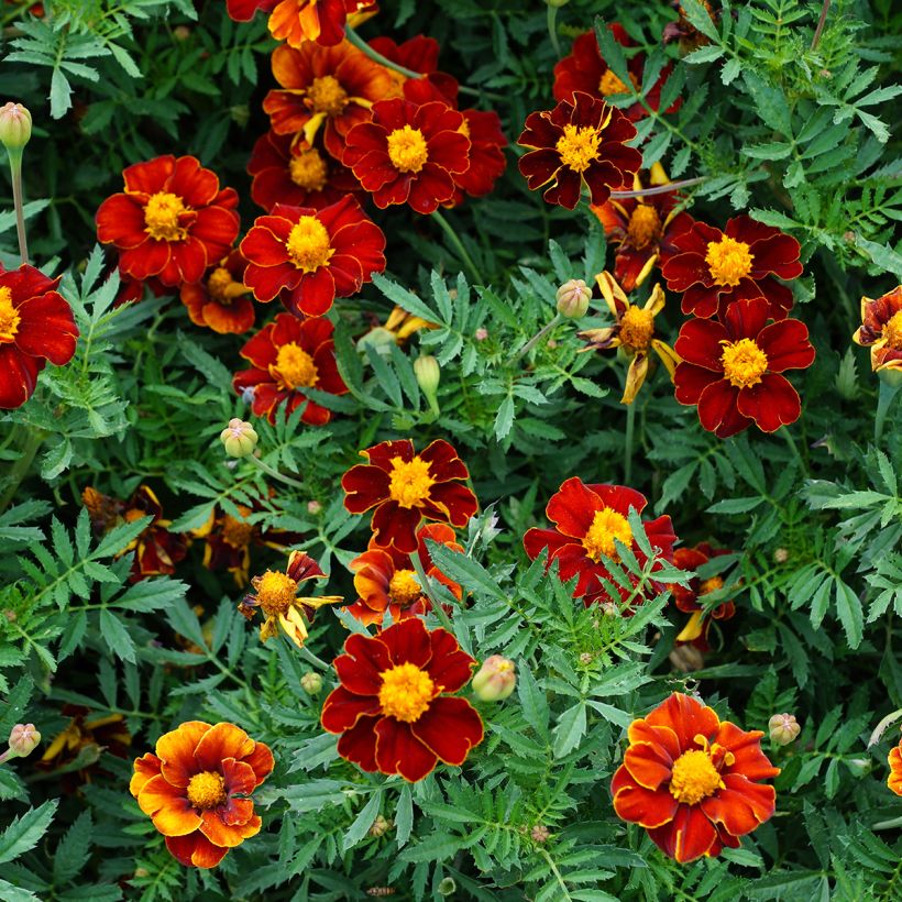 Clavel de moro Red Knight (Floración)