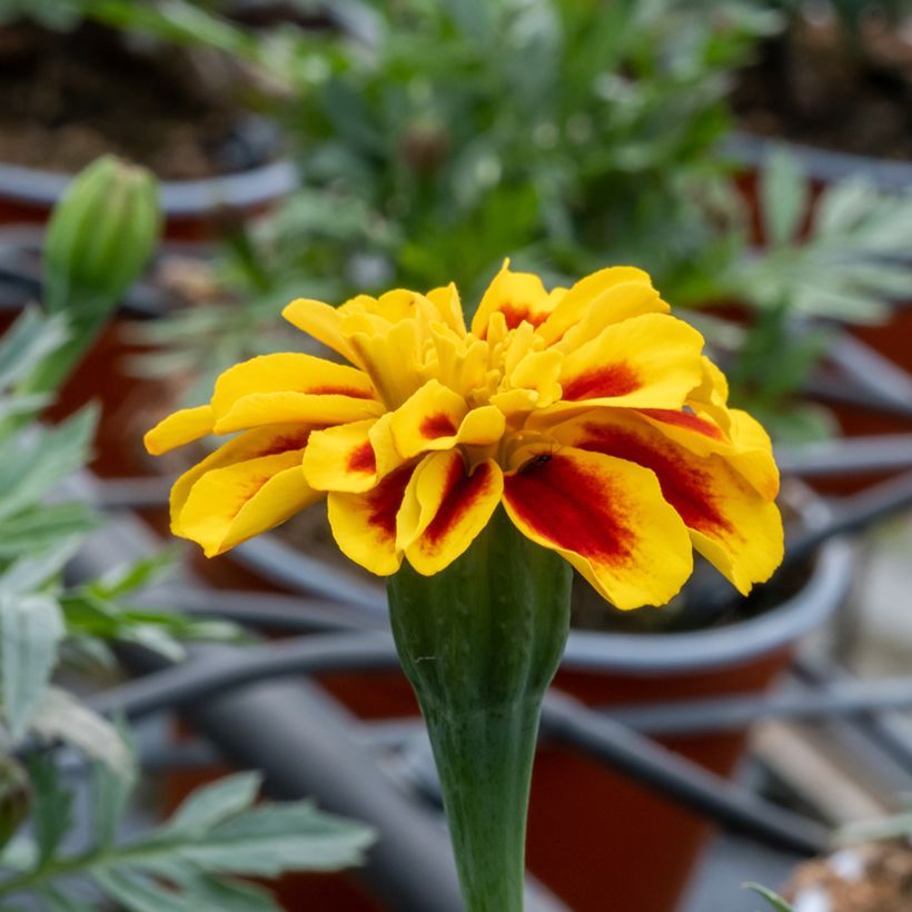 Clavel de moro Durango Bee F1 Hybrid (Floración)