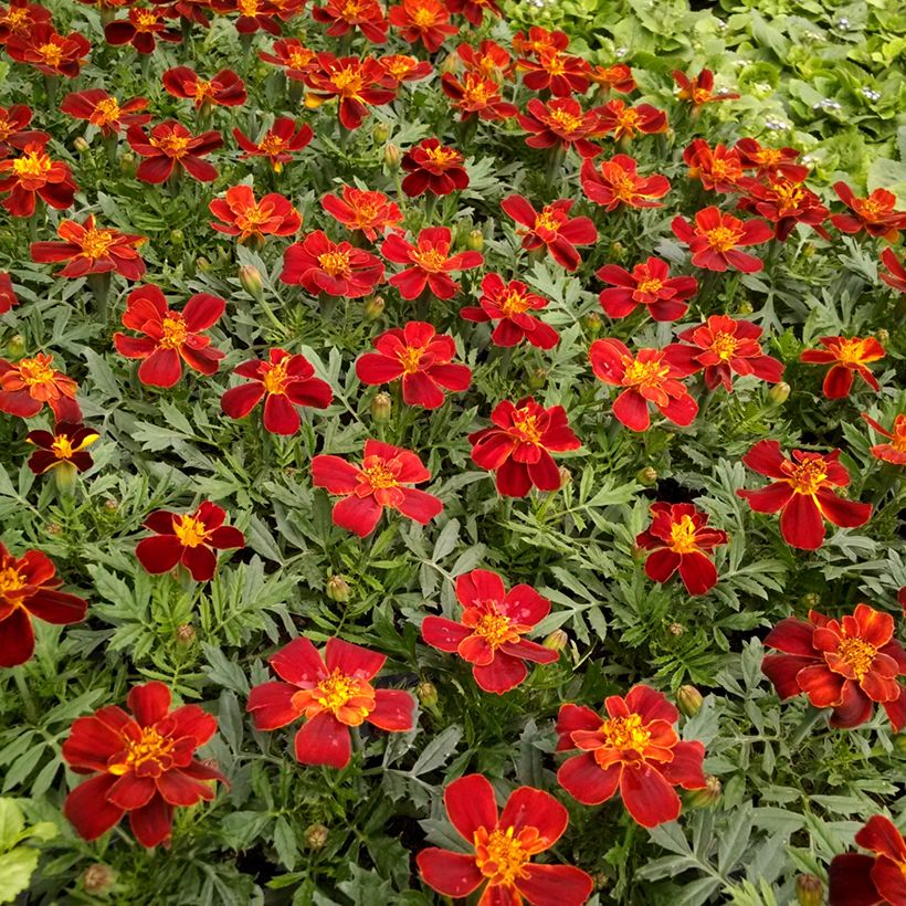 Clavel de moro Durango Red (Floración)