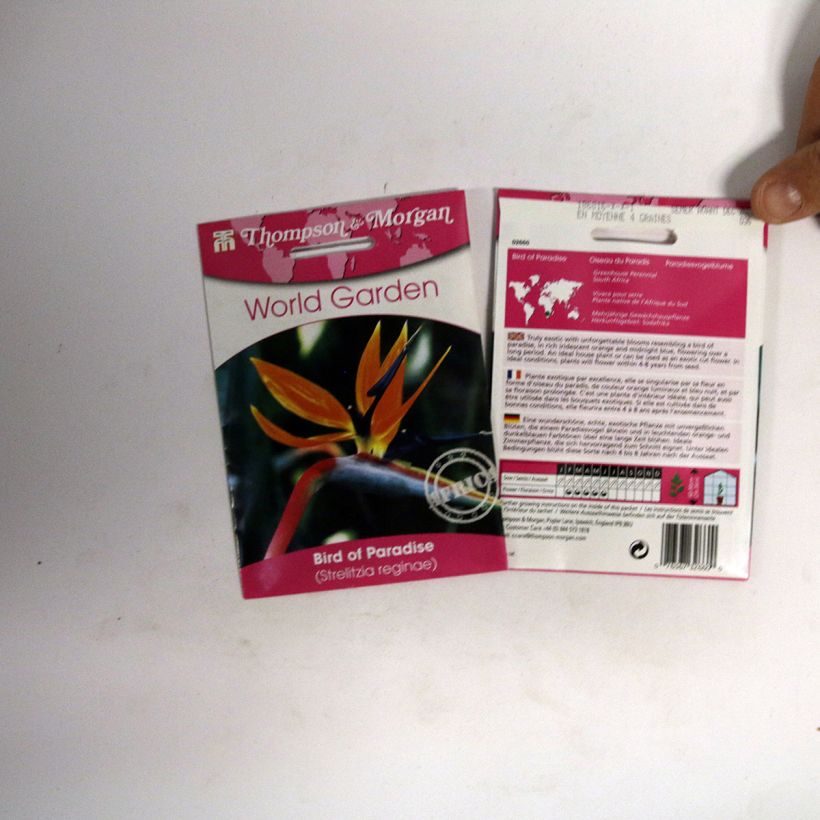 Ejemplo de ejemplar de Strelitzia reginae Humilis - Flor ave del Paraíso saco de 4 semillas tal y como se entrega