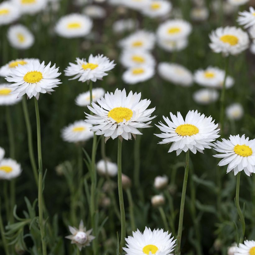 Semillas de Rhodanthe blanco - Acroclinium (Floración)
