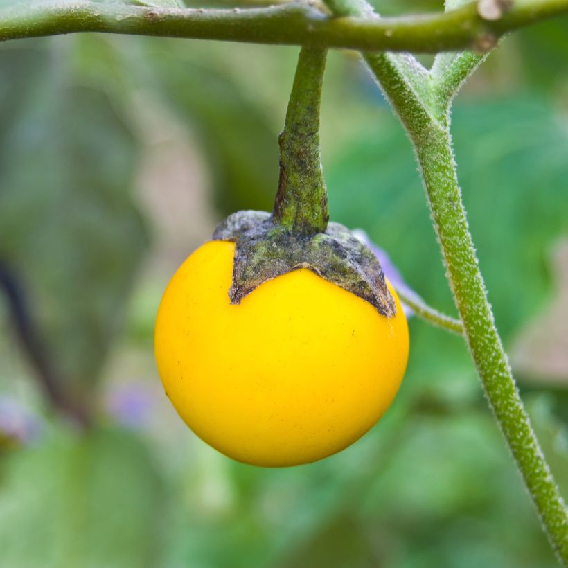 Berenjena Thai Yellow Egg (Cosecha)