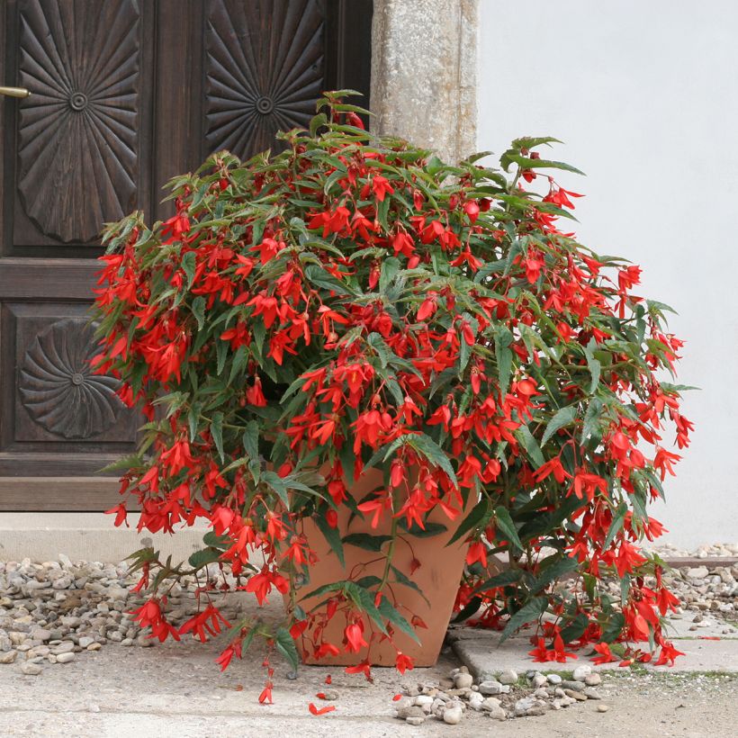 Begonia boliviensis Copacabana F1 Red (Semillas recubiertas) (Porte)