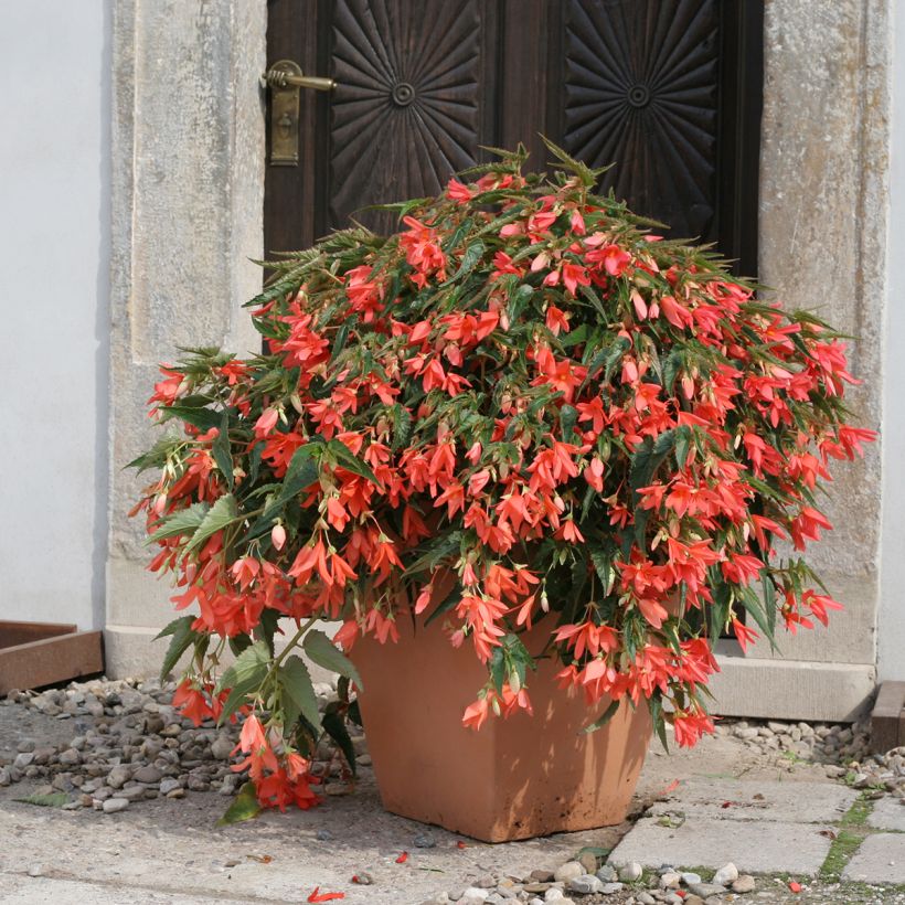 Begonia boliviensis Copacabana F1 Salmon (Semillas recubiertas) (Porte)