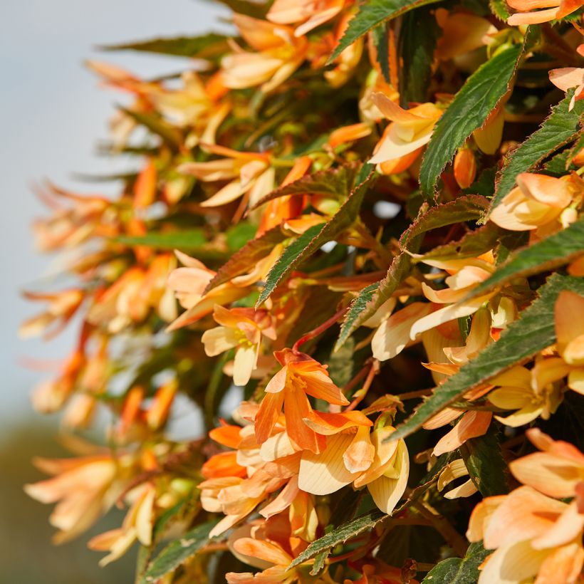 Begonia boliviensis Copacabana F1 Tricolour (Semillas recubiertas) (Floración)