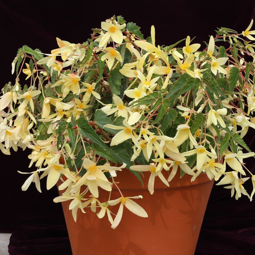 Begonia boliviensis Copacabana F1 Yellow (Semillas recubiertas) (Porte)