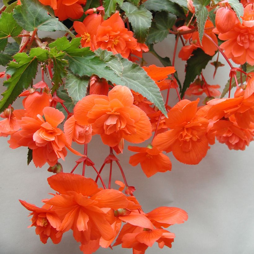 Begonia pendula Chanson F1 Salmon (Semillas recubiertas) (Floración)