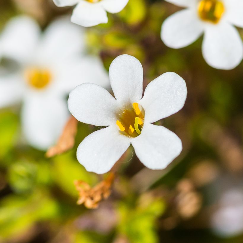 Bacopa cordata Snowtopia White (Floración)