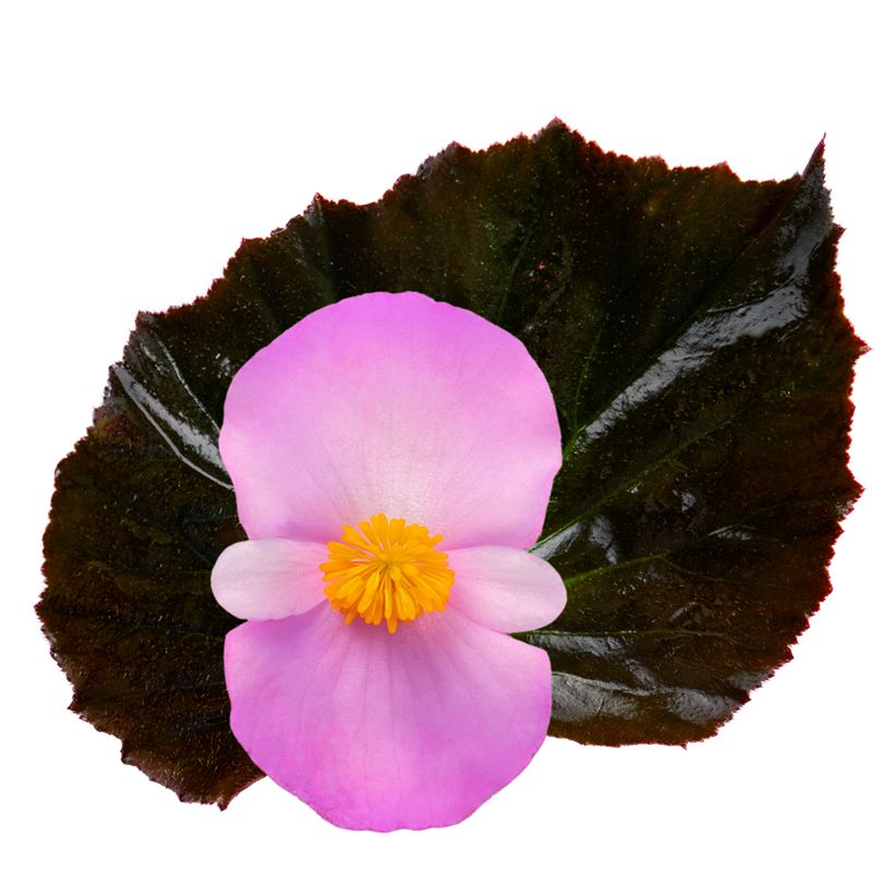 Semillas de Begonia Stonehedge Light Pink Bronze Leaf (Floración)