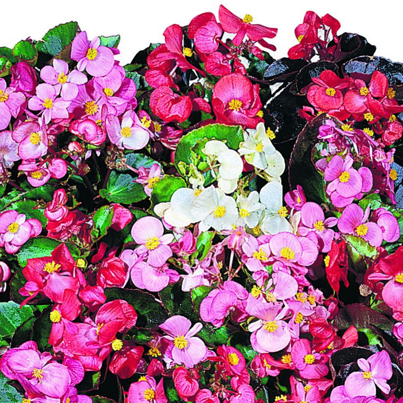 Begonia Organdy F1 Mix (Floración)