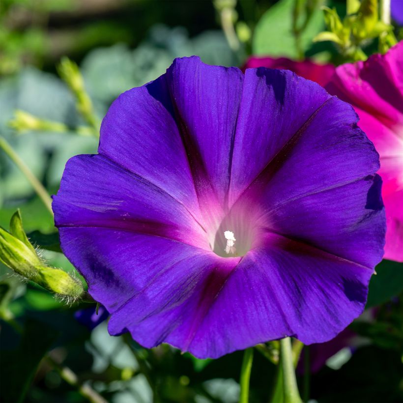 Convolvulus tricolor - Don diego de día (Floración)