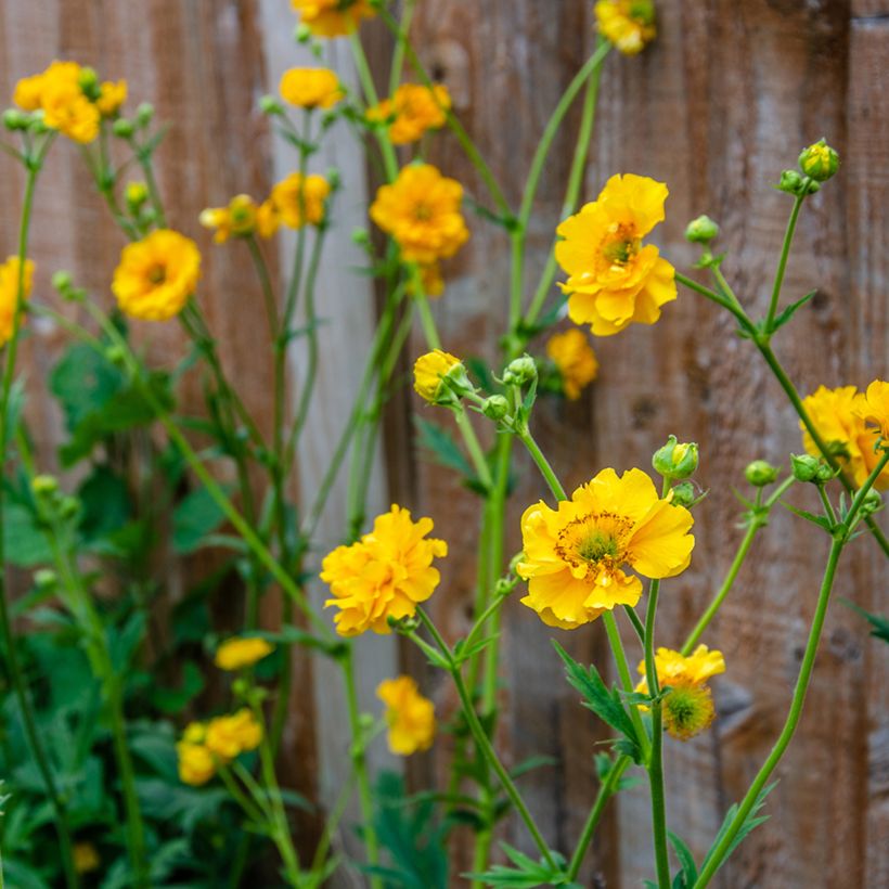 Geum chiloense Lady Stratheden (semillas) - Hierba del Clavo (Floración)
