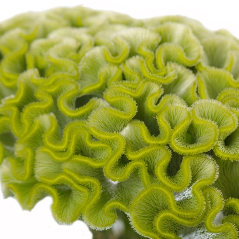 Semillas de Celosia Cristata  Act Verda (Green) (Floración)