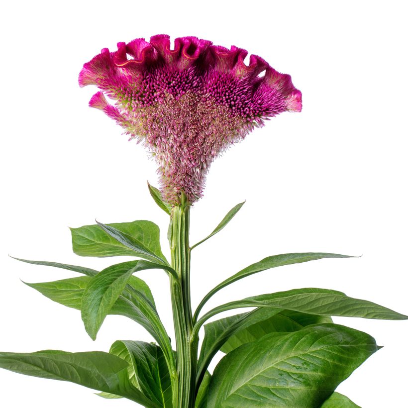 Semillas de Celosia Cristata Bar Bora (Púrpura) (Floración)