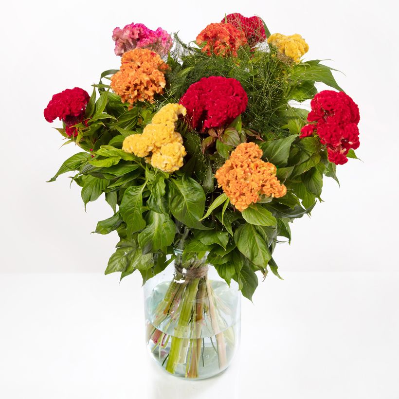 Celosia cristata Captain Mix (semillas) (Floración)