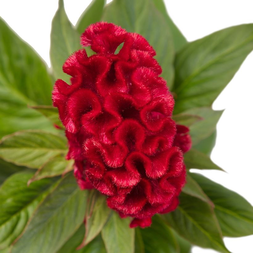 Semillas de Celosia Cristata Red Jack (Floración)