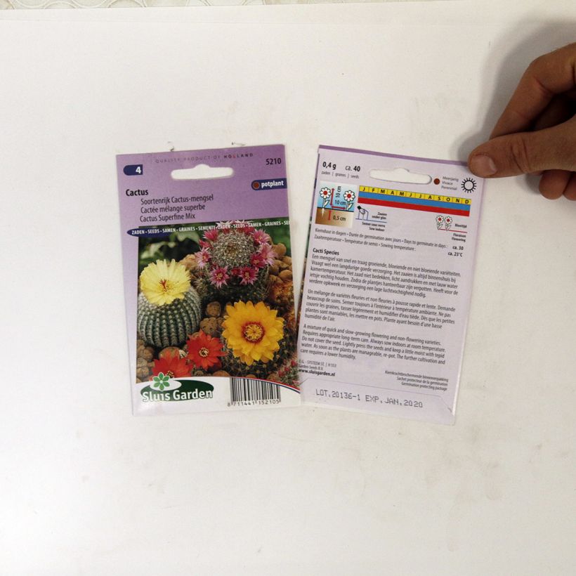 Ejemplo de ejemplar de Cactus Mix (semillas) saco de 150 semillas (0,1g) tal y como se entrega