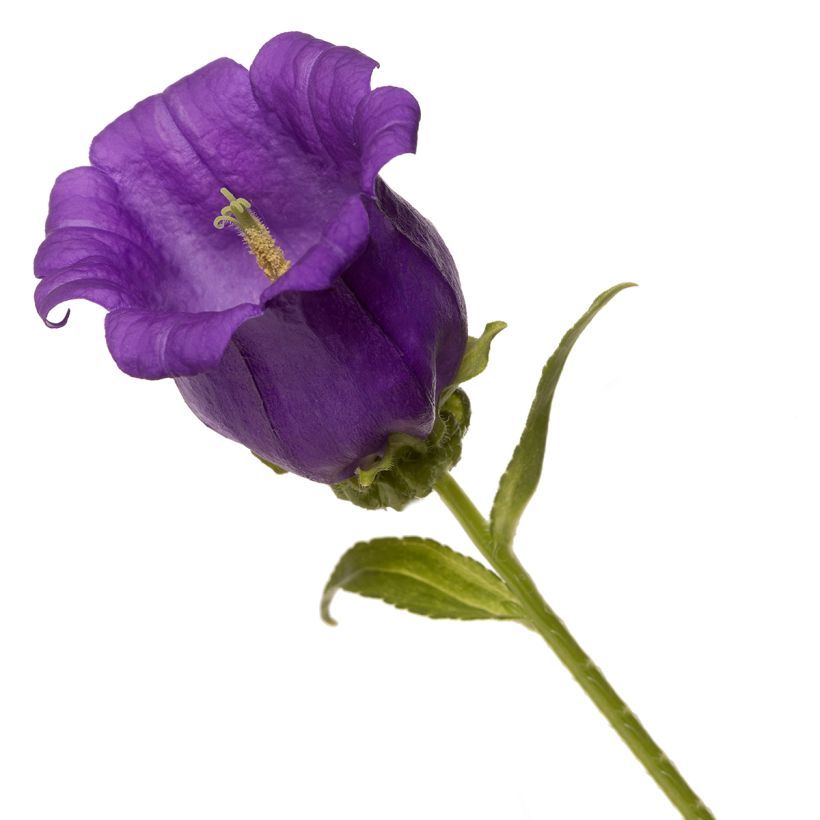 Campanula medium F1 Big Ben Deep Blue (semillas recubiertas) - Campanilla de Canterbury (Floración)