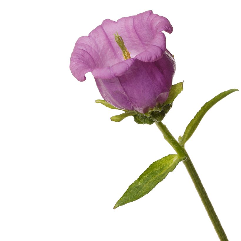 Campanula medium F1 Big Ben Lavender (semillas recubiertas) - Campanilla de Canterbury (Floración)