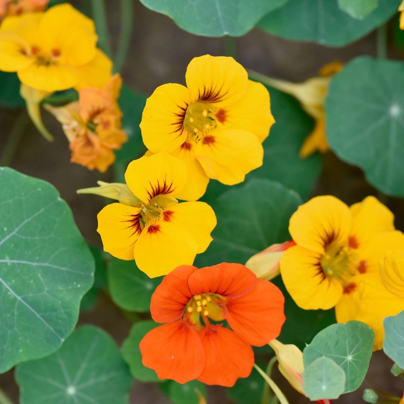 Capuchina Gleam (Floración)