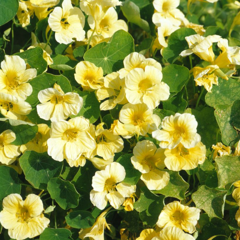 Semillas de Capuchina enana Milkmaid - Tropaeolum majus (Floración)